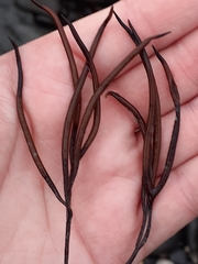 Furcellaria lumbricalis