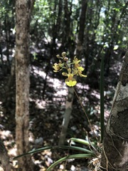 Trichocentrum ascendens