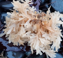 Flustridae