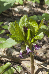 Scopolia caucasica