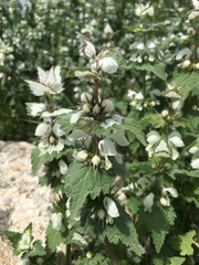 Lamium moschatum
