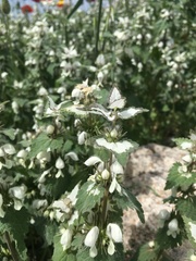 Lamium moschatum