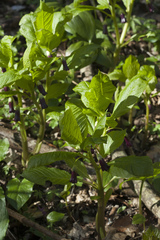 Scopolia caucasica