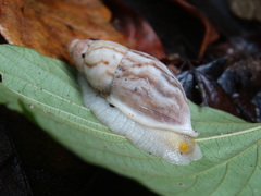 Image of Plekocheilus distortus