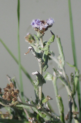 Denekia capensis image