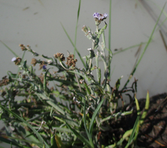 Denekia capensis image