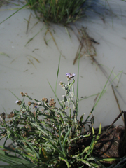 Denekia capensis image