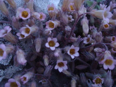 Sedum mucizonia