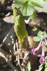 Scopolia caucasica