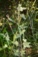 Sphaeralcea incana
