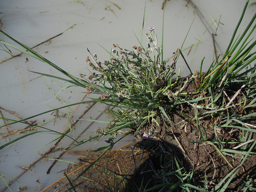 Denekia capensis image