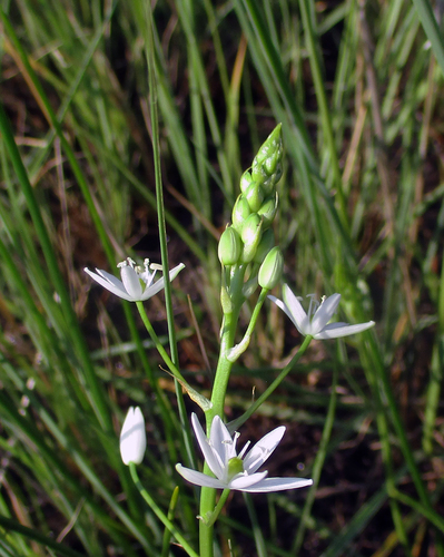 Ornithogalum flexuosum image