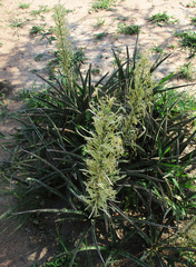 Sansevieria aethiopica