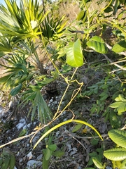 Echites umbellatus