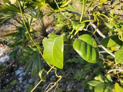 Echites umbellatus