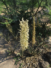 Sansevieria aethiopica