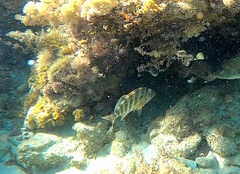 Goniistius rubrolabiatus