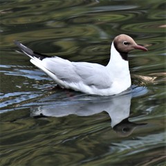 Chroicocephalus ridibundus