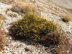 Veronica lycopodioides