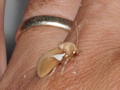Prolimacodes trigona