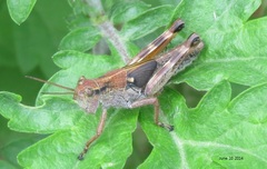 Ognevia longipennis