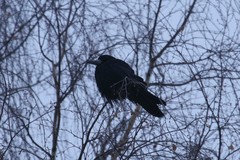 Corvus frugilegus