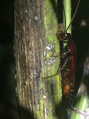 Periplaneta fuliginosa