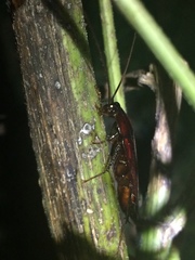 Periplaneta fuliginosa