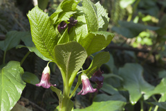 Scopolia caucasica