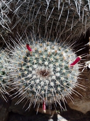 Mammillaria parkinsonii