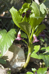 Scopolia caucasica