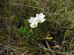 Veronica macrantha