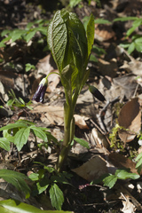 Scopolia caucasica