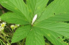 Oecanthus longicauda