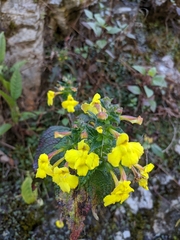 Lindenbergia grandiflora