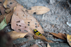 Dendrobates leucomelas