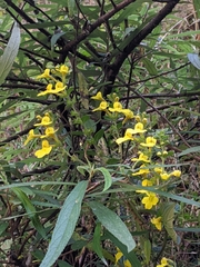 Lindenbergia grandiflora