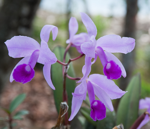 Lawrenceana Cattleya