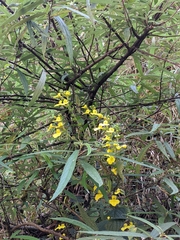Lindenbergia grandiflora