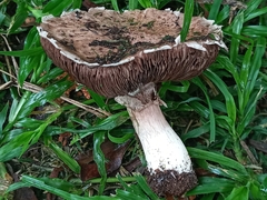 Agaricus