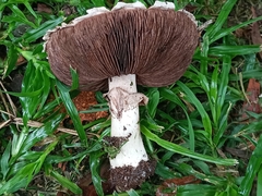 Agaricus