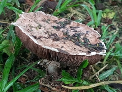 Agaricus