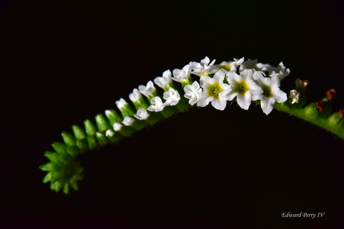 Scorpion's-tail