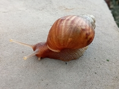 Lissachatina immaculata