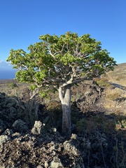 Polyscias sandwicensis