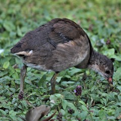Gallinula chloropus