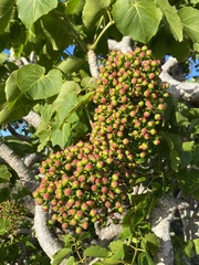 Polyscias sandwicensis