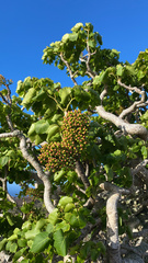 Polyscias sandwicensis