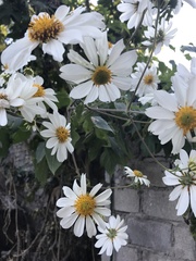 Montanoa bipinnatifida