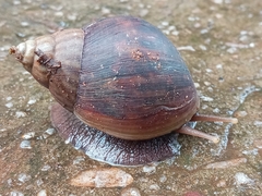 Lissachatina fulica